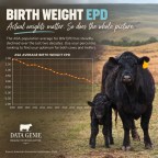 Birth Weight EPD… and why actual BW doesn’t necessarily tell you the whole story