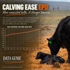 Calving Ease EPD – What does it tell us and what is the use case scenario?