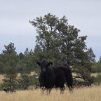 Weaning Weight EPD – Explained