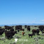 American Simmental Association is building the next $API & $TI – What do you need to know?