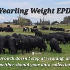 Yearling Weight EPD – What you need to know.